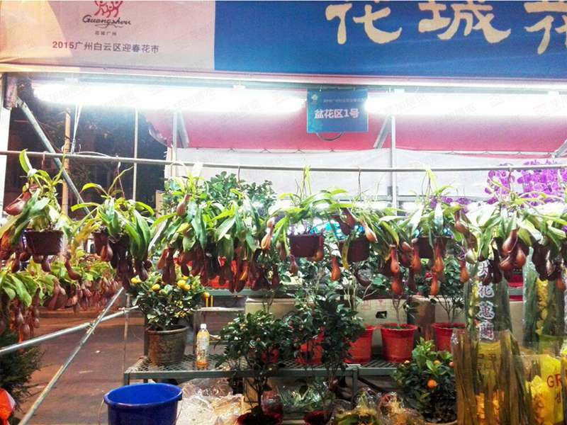 廣州白云迎春花市搭建 廣州白云迎春花市搭建